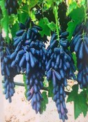 تصویر ریشه انگور پربار موندراپ بلک ویلیام 