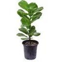 تصویر گیاه فیکوس لیراتا 