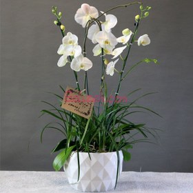 تصویر ارکیده ترحیم تسلی 