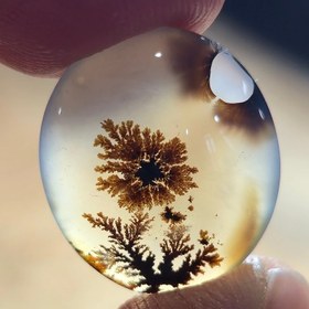 تصویر شجر قائن زیبا خاص 