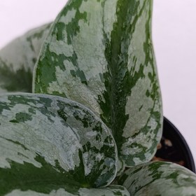 تصویر پتوس ببری 