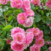 تصویر بذر گل رز رونده صورتی بسته6عددی 