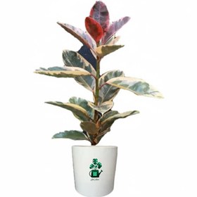 تصویر فیکوس شرابی گلآرون 