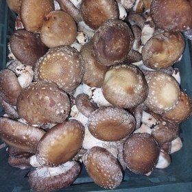 تصویر قارچ شیتاکه تازه 500 گرمی Fresh shiitake mushrooms 500g