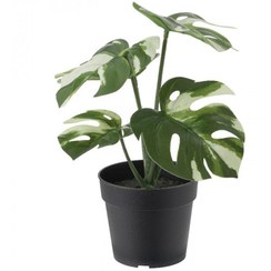 تصویر بوته گیاه پتوس ابلق ایکیا 