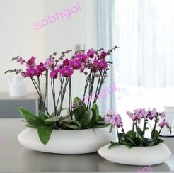 تصویر ست گاردن دوتایی ارکیده ORK11 