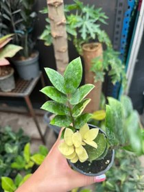 تصویر زاموفیلیا ابلق تایلندی 