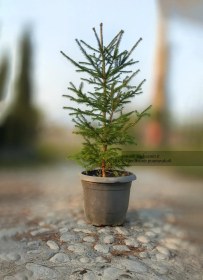 تصویر کاج نوئل سبز 