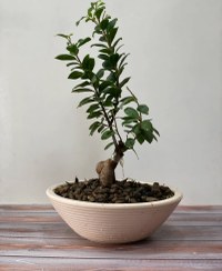 تصویر گل آپارتمانی بونسای جنسینگ 