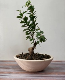 تصویر گل آپارتمانی بونسای جنسینگ 