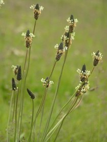 تصویر بارهنگ فله (500 گرمی) 