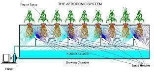 تصویر کشت زعفران گلخانه ای ائروپونیک و خاکی 