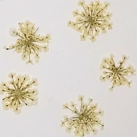 تصویر گل خشک شوکران سفید کرم5عددی 