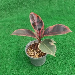 تصویر فیکوس شرابی نشایی 