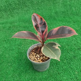 تصویر فیکوس شرابی نشایی 