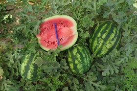 تصویر بذر هندوانه آستاراخان F1 ۱۰۰۰ عدد وزن ۱۲ کیلوگرم 