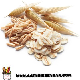 تصویر جو دو سر (یولاف) 