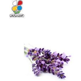 تصویر گیاه دارویی اسطوخودوس(Lavandula stoechas) مدل GPH6 