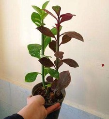 تصویر گل فردوس 