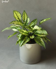 تصویر آگلونما برفی با گلدان پلیمری طوسی 