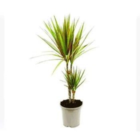 تصویر گیاه دراسنا پرچمی 