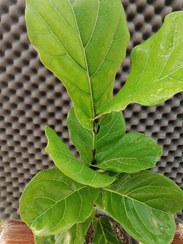 تصویر فیکوس لیراتا Ficus lyrata