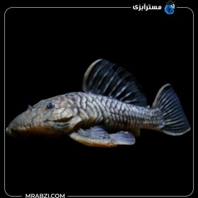 تصویر پلیکو L56 