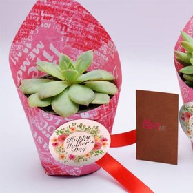 تصویر کاکتوس طبیعی با لوگوی شما 