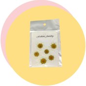 تصویر گل خشک بابونه ۶ عددی 