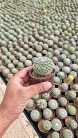 تصویر کاکتوس مامیلاریا 