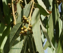 تصویر گیاه دارویی اکالیپتوس Eucalyptus 