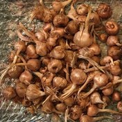 تصویر پیاز زعفران 