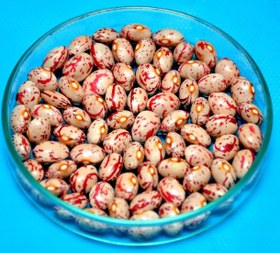 تصویر بذر لوبیا چیتی رقم صالح 