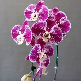 تصویر ارکیده بنفش چیتی 