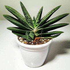 تصویر بذر ساکولنت گاستریا مخلوط 