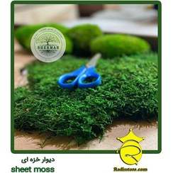 تصویر خزه طبیعی تثبیت شده - sheet moss 