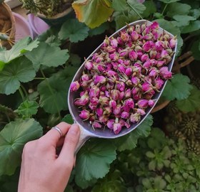 تصویر غنچه گل محمدی ارگانیک 