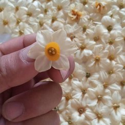 تصویر گل خشک نرگس بسته 10عددی 