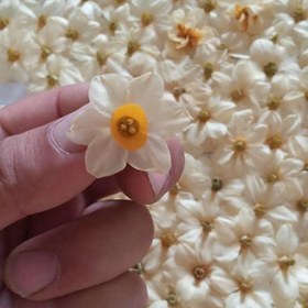 تصویر گل خشک نرگس بسته 10عددی 