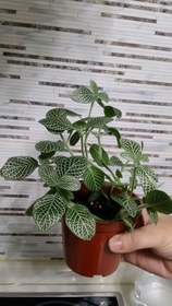 تصویر پتوس مرمری 