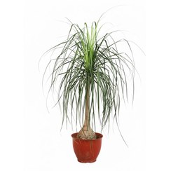 تصویر لیندا کوچک 