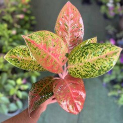 تصویر آگلونما پینک لیدی Aglaonema pink lady هزینه ارسال بصورت پس کرایه و بعهده مشتری می باشد 