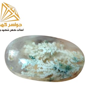 تصویر نگین شجر بهاری (کد 70) 