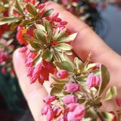 تصویر نهال زرشک بی دانه پفکی قائنات 