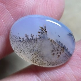 تصویر شجر قائنات. 