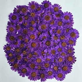 تصویر گل خشک عمده بابونه بنفش 500تایی 