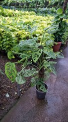 تصویر پتوس حصیری چماقی برگ پهن 