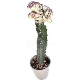 تصویر گیاه طبیعی افوربیا پیوندی لاکتی به همراه گلدان 