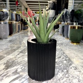 تصویر کاکتوس الوورا بزرگ 