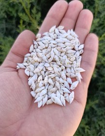 تصویر صدف ریز گندمی سفید (30 گرم) gandom01 